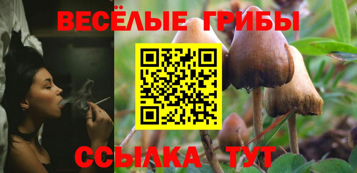 Псилоцибиновые грибы Cubensis  Вход с VPN  Славянск-на-Кубани 